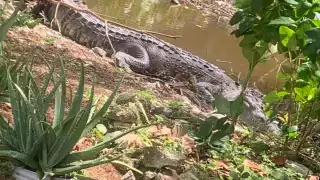 Un cocodrilo que había sido reubicado meses atrás vuelve a un manglar que está en zona habitada