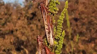 Todo el Camino Real está infestado por esta plaga
