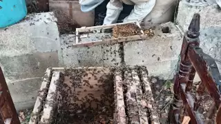 El investigador Omar Alberto Uc Sánchez advirtió sobre los riesgos ambientales y de salud por el uso de químicos o fuego para eliminar colmenas de abejas en zonas urbanas.