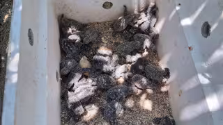 Laguna de Términos: retos y expectativas para la protección de tortugas en 2026