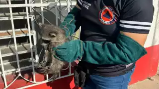 Una cría de mapache se refugió en una ventana de una casa en la avenida 10 de Julio, perseguido por un perro