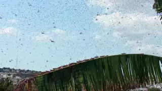 Alertan por población de langosta en la Entidad