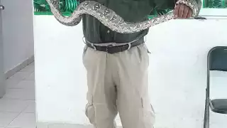 La boa fue retirada por la policía ecológica