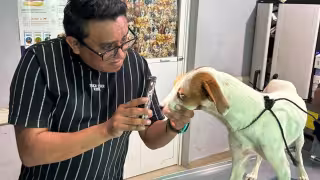 Heridas pequeñas pueden provocar miasis; alertan por gusano barrenador en Campeche