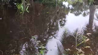 La acumulación de agua provoca que se reproduzcan los moscos.