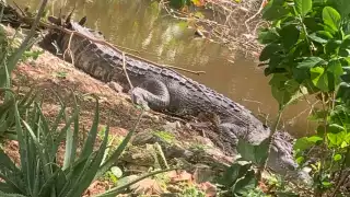 El cocodrilo ‘Juancho’ fue llevado a la Zona Cero, pero regresó a Progreso