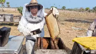 Muere el mangle negro y con él la apicultura en Sabancuy