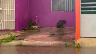 Vicefiscalía de Campeche abre carpeta por presunto maltrato animal