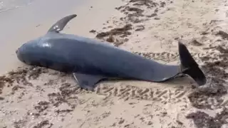   Hallan delfín muerto en Celestún: actividades humanas podrían estar involucradas   