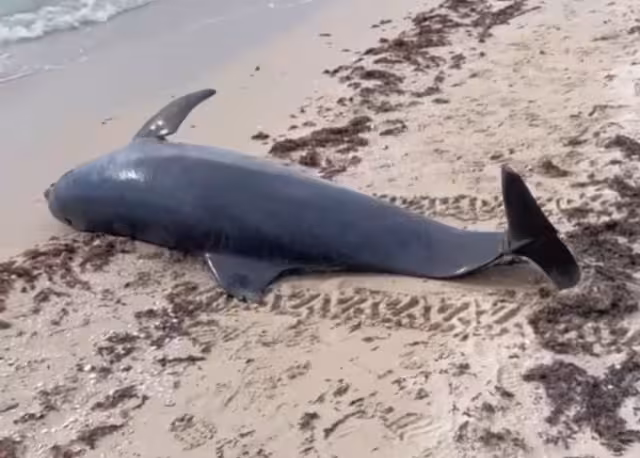 La mayoría de los decesos de mamíferos marinos se encuentran relacionados con actividades humanas