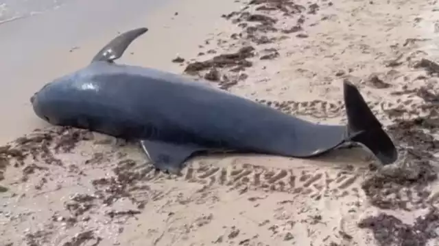 La mayoría de los decesos de mamíferos marinos se encuentran relacionados con actividades humanas