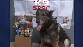 Perro policía Danco detecta sustancias ilícitas en paquetería de Campeche