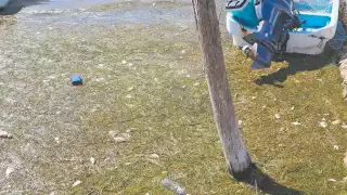 Habitantes comentaron que algunos especímenes arribaron entre los puertos, mezclados con sedimento marino, luego de las precipitaciones pluviales