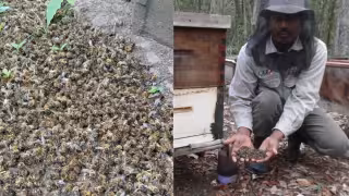 “¿Quién no hace su trabajo?": Apicultor exige frenar uso de plaguicidas tras perder 57 colmenas en Hopelchén