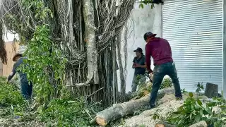 La tala de árboles en la selva de Playa del Carmen afecta a la fauna.