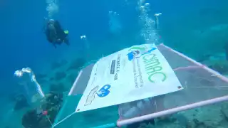 Expertos califican el proyecto como una amenaza directa a uno de los ecosistemas más vibrantes de la isla. La sociedad civil exige frenar la iniciativa.