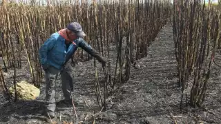 Más de  7 mil hectáreas en diferentes ejidos han sido afectadas por el hongo fusarium.