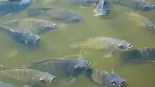 No habrá salvación si la sequía continúa”: crisis hídrica golpea a productores en Puerto Rico