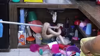 Enorme "Boa" visita a una familia en Dzitbalché