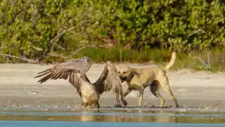 Fotógrafo capta ataque de perros a pelícano en la costa de Sisal