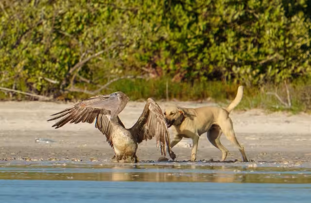 La intervención de un guía local logró salvarle la vida al pelícano