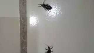 Especialistas recomiendan que dichos insectos no se manipulen de manera directa para evitar picaduras