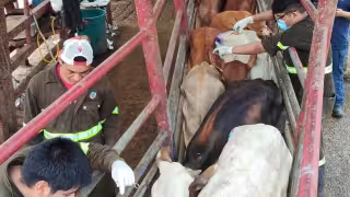 Campeche acumula mil 135 casos de gusano barrenador