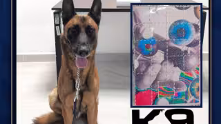 Perro policía “Duque” ayuda a decomisar 25 dosis de presunta droga en paquetería de Campeche