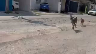 Crecimiento urbano y caza furtiva desplazan a venados hacia la ciudad