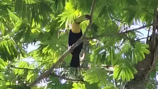 Vecinos vigilan nido de tucanes y piden apoyo de autoridades ambientales