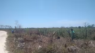 Ganaderos del oriente de Yucatán se adelantan al estiaje con apertura de guardarrayas