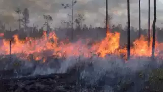 Alertan sobre sequía prolongada en 2025 en Campeche