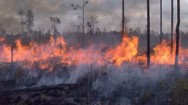 Sequía extrema riesgo de más incendios: Semabicce