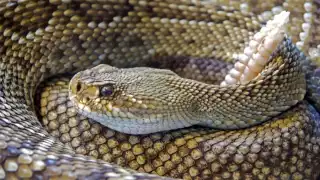 En Yucatán se han reportado en total 12 casos de mordedura de serpiente de cascabel