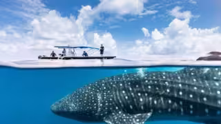 Arranca temporada de tiburón ballena con tarifas de 2024.