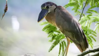   “Pocas veces ha sido observada”: Captan extraña especie de garza en Mérida   