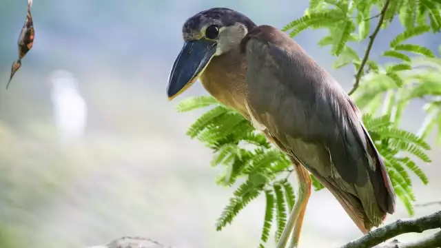 El ave se caracteriza por sus grandes ojos y su pico ancho