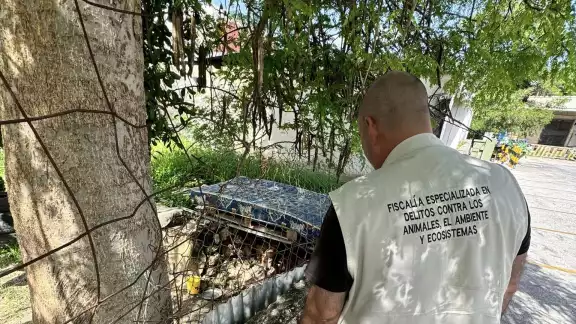 La Fiscalía de Campeche respondió a una denuncia de maltrato animal recibida a través del 911. La Fiscalía de Campeche respondió a una denuncia de maltrato animal recibida a través del 911.