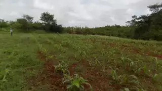 Campesinos aprovechan los días de lluvia en Yucatán