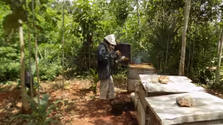 Apicultores del Sur del estado enfrentan una crisis por el ataque de animales a sus panales