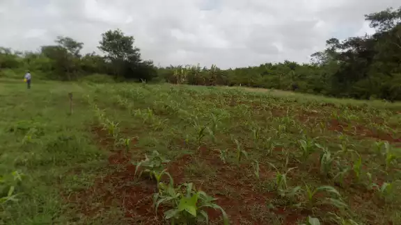 Campesinos aprovechan los días de lluvia en Yucatán Campesinos aprovechan los días de lluvia en Yucatán