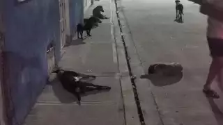 Detectan otro caso de gusano barrenador en perros en Yucatán; ahora en Tizimín