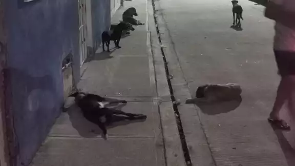 Se han detectado 14 casos de perros con gusano barrenador en Yucatán Se han detectado 14 casos de perros con gusano barrenador en Yucatán