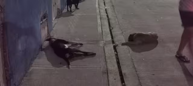 Se han detectado 14 casos de perros con gusano barrenador en Yucatán