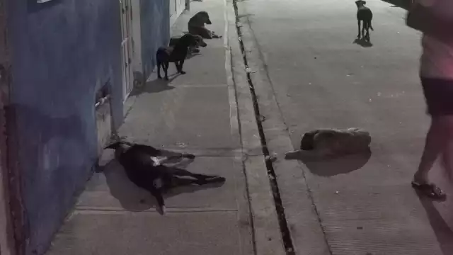 Se han detectado 14 casos de perros con gusano barrenador en Yucatán