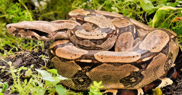 Las boas suelen salir en busca de alimento; sin embargo, podrían ser afectadas por el calor