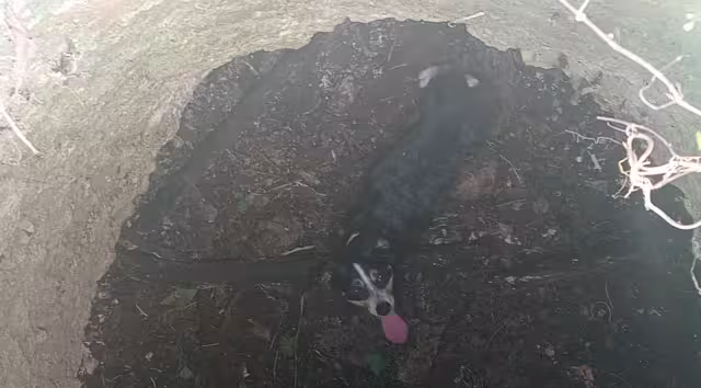 Una familia encuentra a un perrito atrapado en el interior de una fosa en un terreno baldío