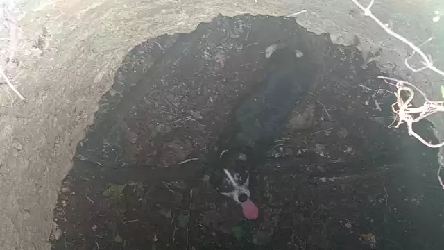 Una familia encuentra a un perrito atrapado en el interior de una fosa en un terreno baldío