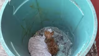 Maullidos alertan a vecinos y rescatan a gato abandonado en la basura
