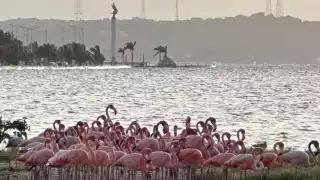 Los videos fueron compartidos en redes sociales